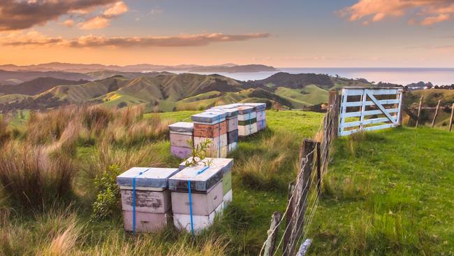Bee hives in the Bay of Islands, New Zealand.