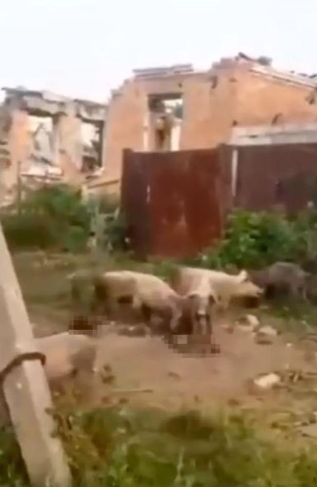 Ukraine War Grisly Footage Shows Ukraine Pigs Gorging On Body Of   B951102f2cbd3c876f0eff826a965ce7