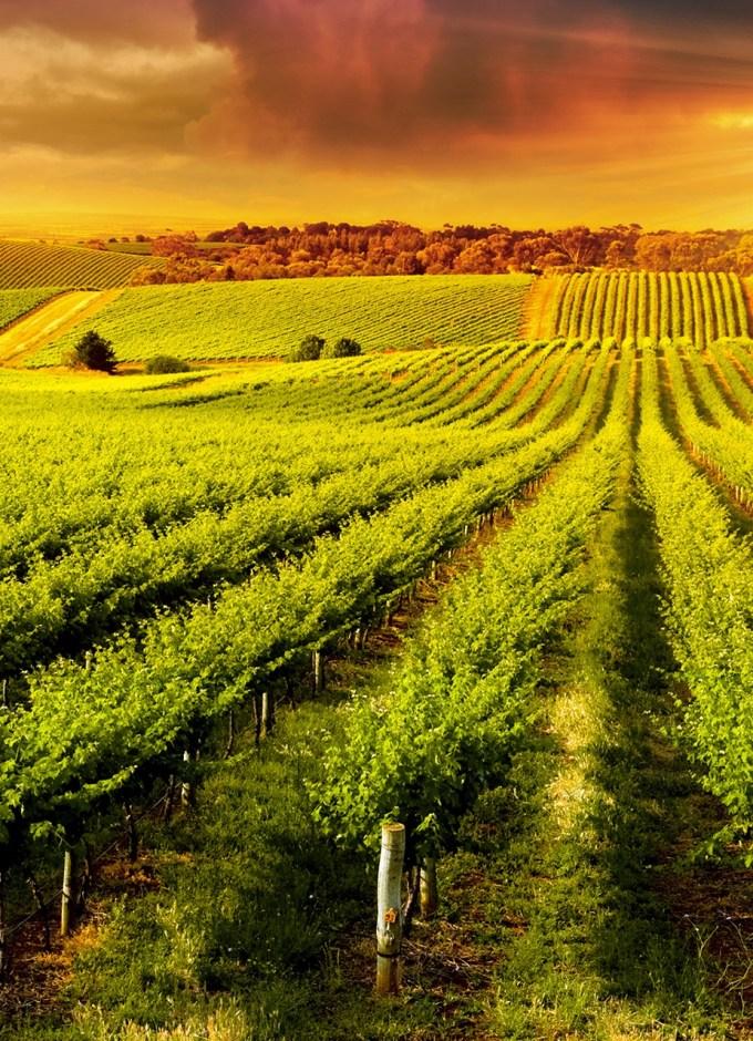 Best wineries barossa sale