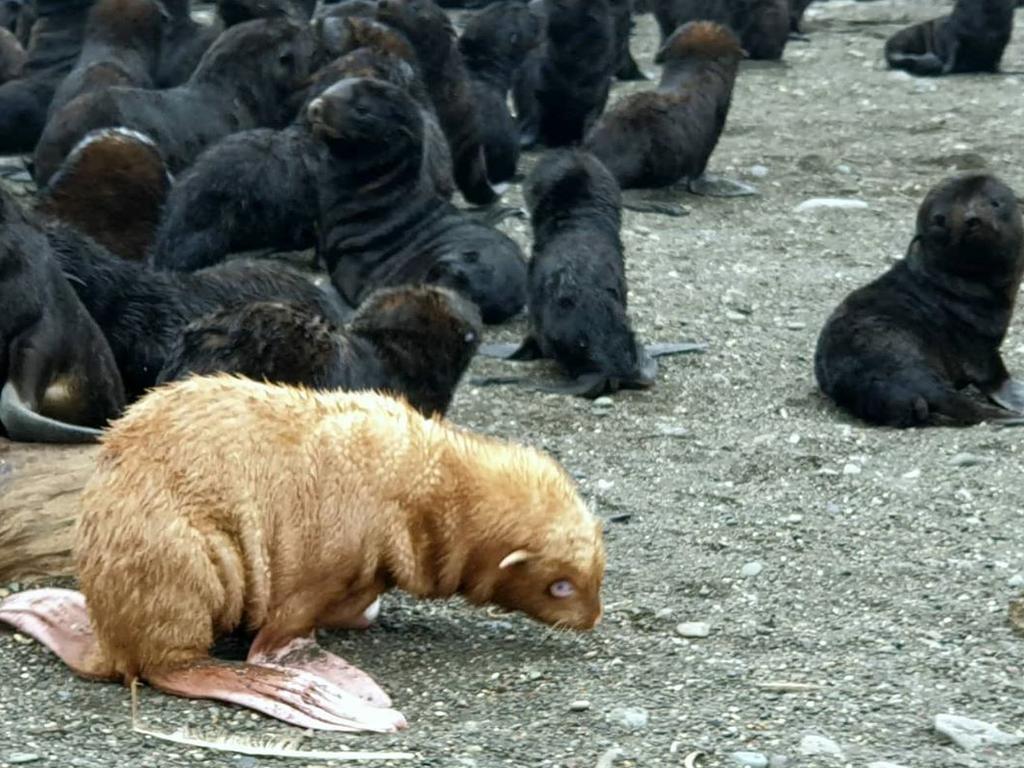 The ginger seal might not survive. Picture: Vladimir Burkanov