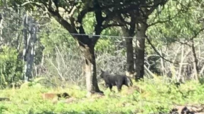 Amy Glock took this photo of a panther-like creature near Eden Creek. She shared it on a Kyogle community Facebook page after reports of recent sightings.