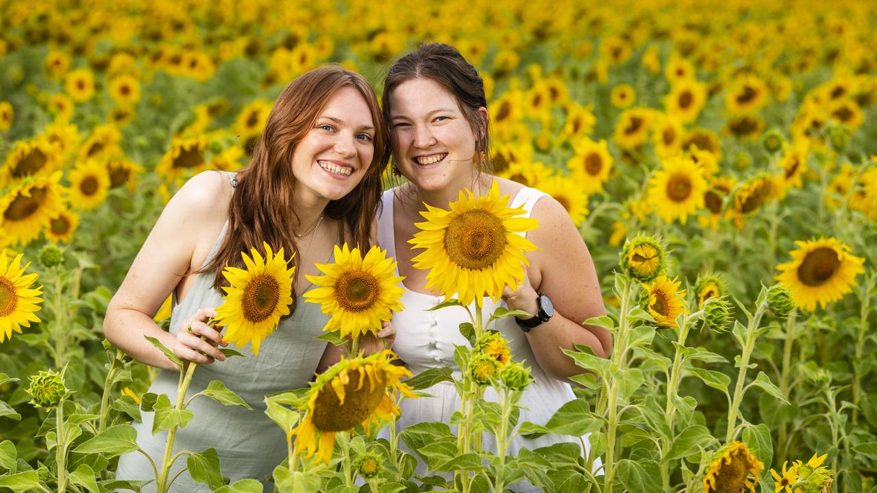 Sydney visitor Grace Colley (left) and friend Laura Hoek of Toowoomba check out the Warraba Sunflowers summer crop. Picture: Kevin Farmer