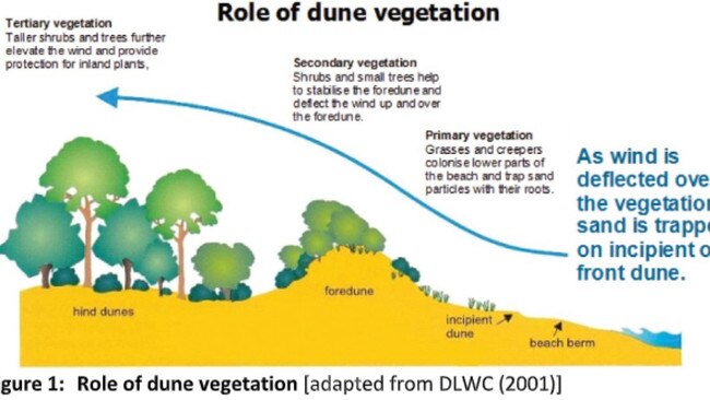 Judy Tulloch will give a presentation showing the impact and importance of dune vegetation. Photo: Judy Tulloch