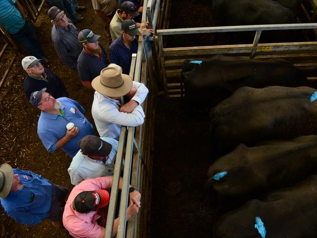 LIVESTOCK: Pakenham Feature Female SalePakenham feature female cattle sale.Pictured: Generic beef cattle and saleyards. PICTURE: ZOE PHILLIPS