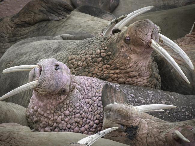 A herd of thousands of walruses crowded together on an Alaskian beach. Melting sea ice forced the animals ashore. Walruses are sociable animals and known to assemble in herds of several hundred, but a gathering of thousands is rare. Picture: Rick Beldegreen/Solent News