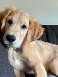 Our golden retriever girl, Charli, from Parkwood, almost 15 weeks old. The sweetest personality & loves a cuddle.