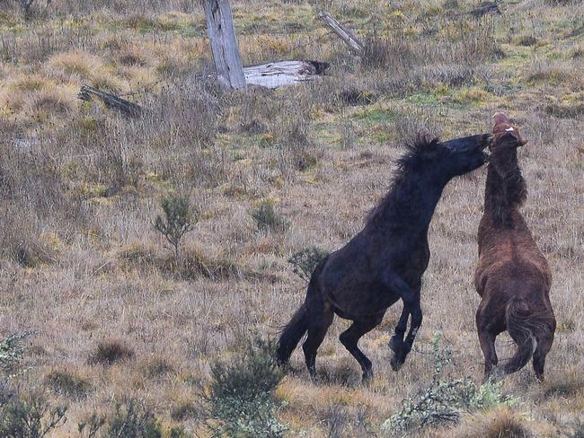 One MP is drafting new legislation to recognise the horses as a cultural significance. Picture: Judy Goggin