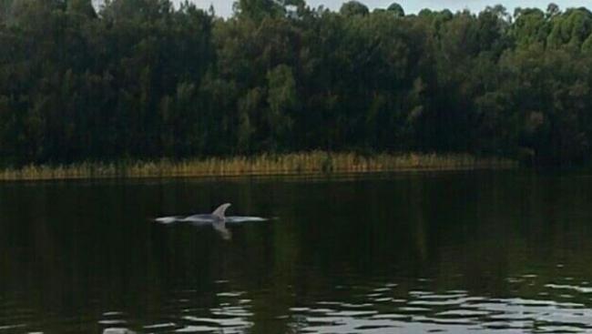 The dolphin in Chipping Norton Lake