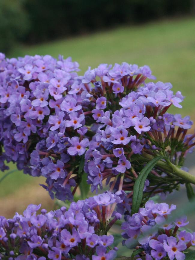 Buzz ‘Sky Blue’.