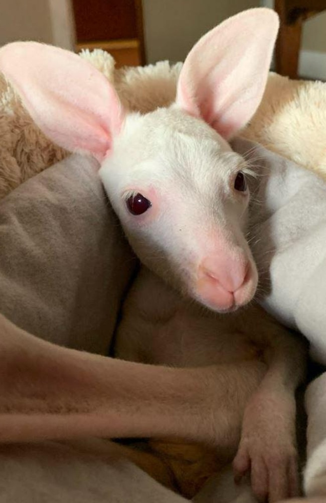 Little Winnie, an extremely rare albino kangaroo, was rescued after her mum was fatally hit by a car in South Australia’s Murraylands. She is now thriving after doting care from the Adelaide Hills Kangaroos Rescue centre. Picture: Supplied