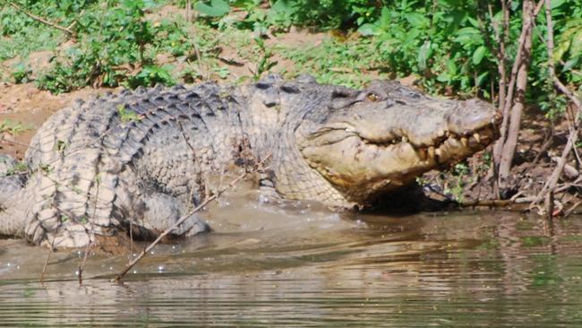 Katter’s Australia party crocodile culling bill Far North Queensland ...