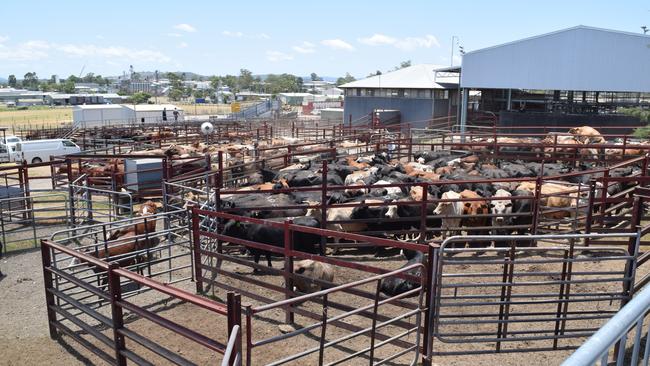 Cattle prices increase at the Warwick Saleyards as producers flooded the market. Photo: Michael Nolan / NRM