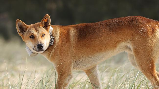 A brazen dingo has been collared with a GPS tracker by Rangers, K'gari. Picture: Liam Kidston