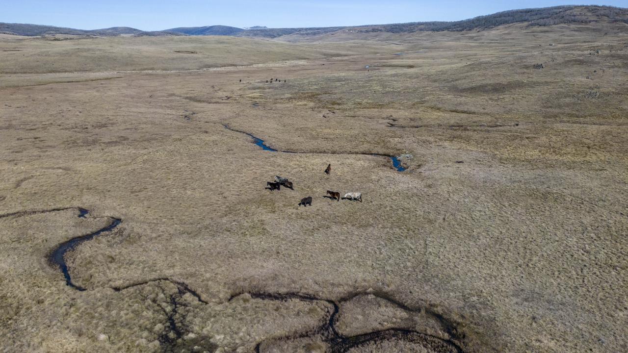 Wild horses in Kosciuszko National Park. Picture: NPWS