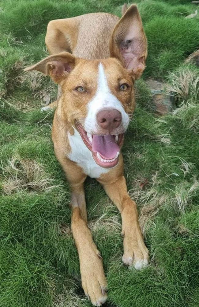 Honey: Sharon Hodge's 1 year old Border Collie x