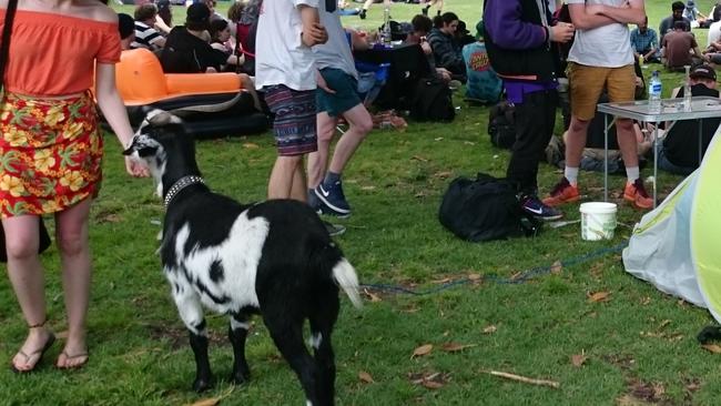 Even a goat made an appearance at the event.