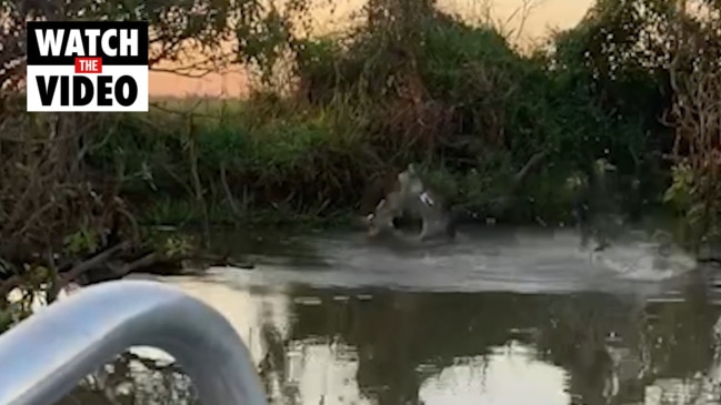 Giant saltwater croc death rolls smaller croc