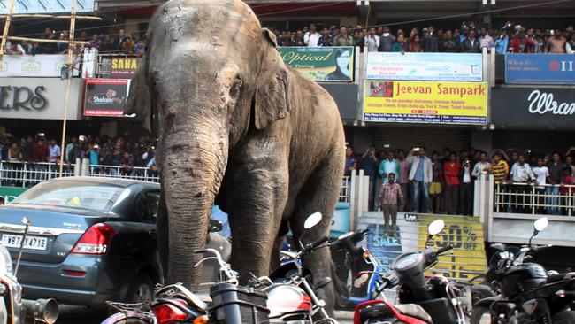 Indian bystanders watch as a wild elephant walks along a busy street in Siliguri on February 10, 2016. The adult male elephant was tranquillised and captured by wildlife officials and transported to a nearby forest. Picture: Diptendu Dutta/AFP Photo