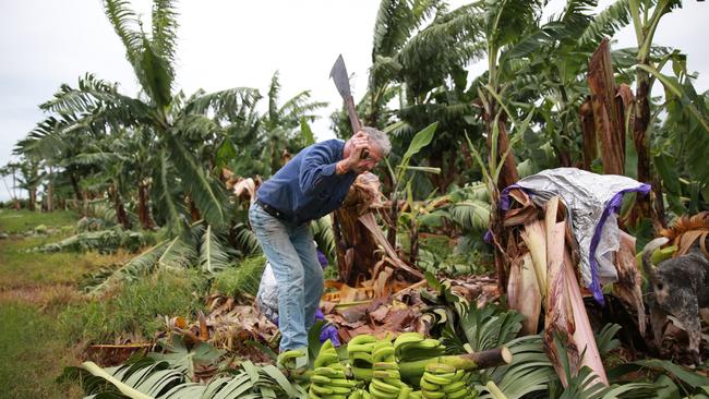 Banana farmer Bill Sinton, from Martyville, south of Innisfail in Queensland, lost about 90 per cent of his trees to gale-force winds. Picture: Arun Singh Mann