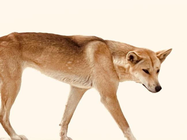 I was stalked by a dingo on Fraser Island.Should they all be shot?Photos: Des Houghton