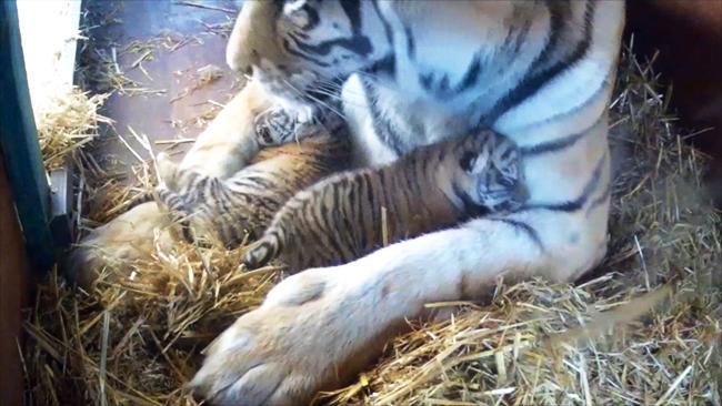 Dreamworld tiger cubs debut