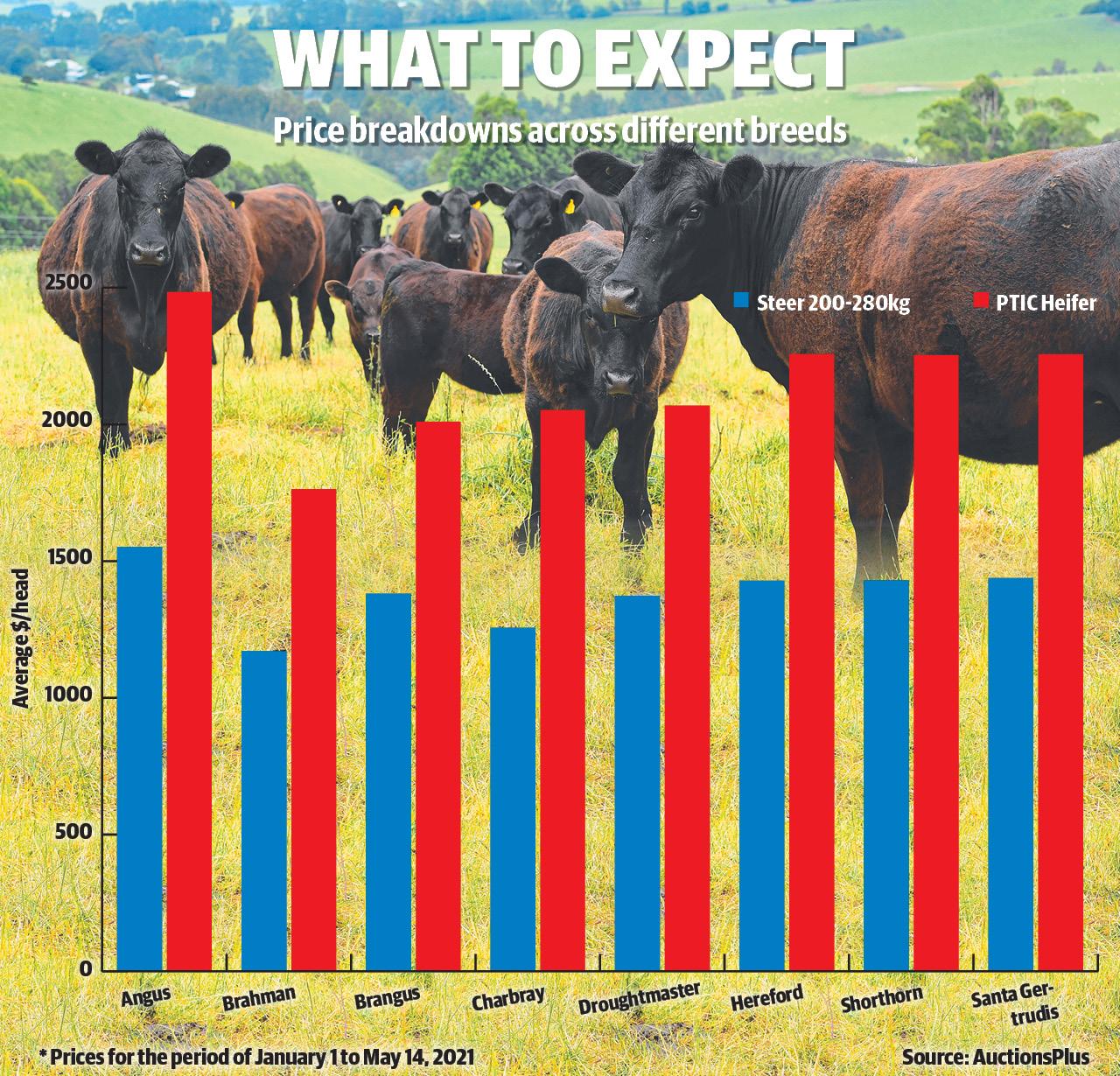 AuctionsPlus cattle breed prices revealed The Weekly Times