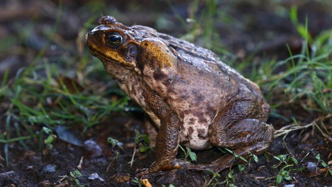 Cane toad cull attempt to encourage animals to turn on each other | The ...