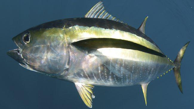 Yellowfin Tuna