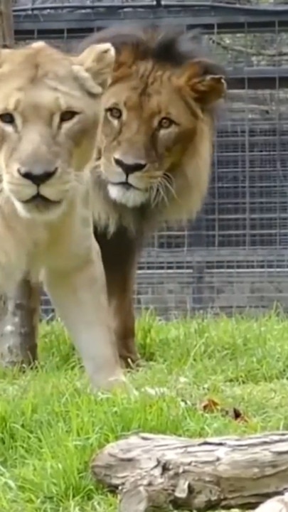 Heartbreaking reason Adelaide Zoo put down healthy lioness