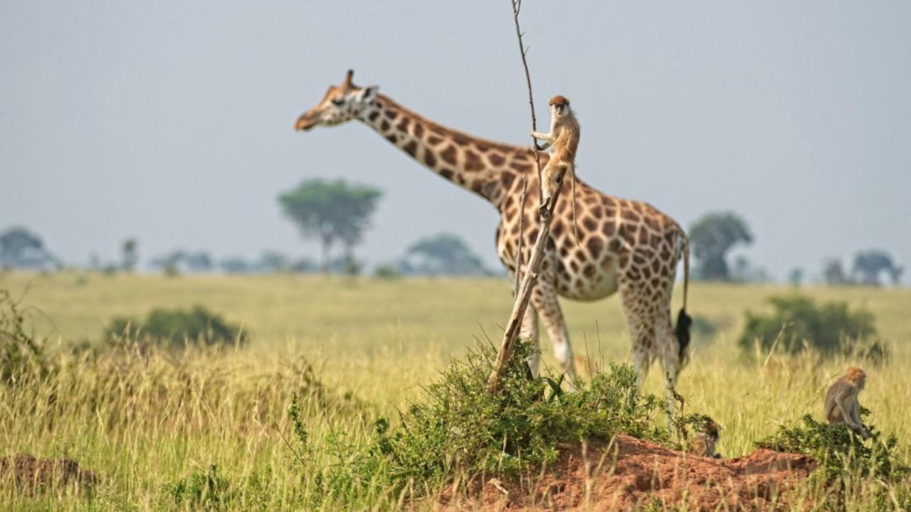 A monkey hitchhiking on the back of a giraffe. You don’t see that every day. Picture: Comedy Wildlife Awards