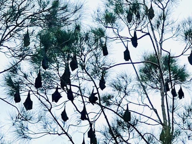 Bats at Perrin Park Toowong on site of proposed high rise state school.  Photo: Des Houghton