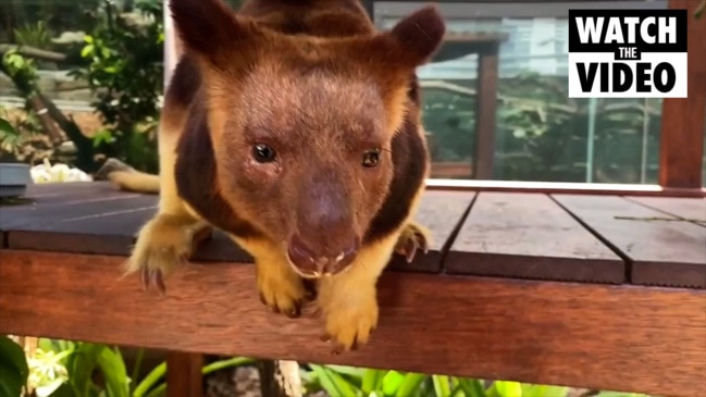 Goodfellow’s Tree Kangaroo joins Sydney Zoo