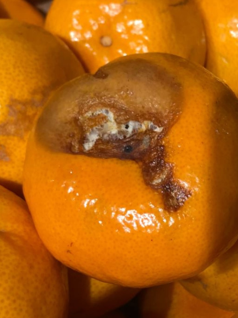 Mouldy mandarins were for sale at Aldi in Canterbury on May 29. Picture: Caroline Przibilla