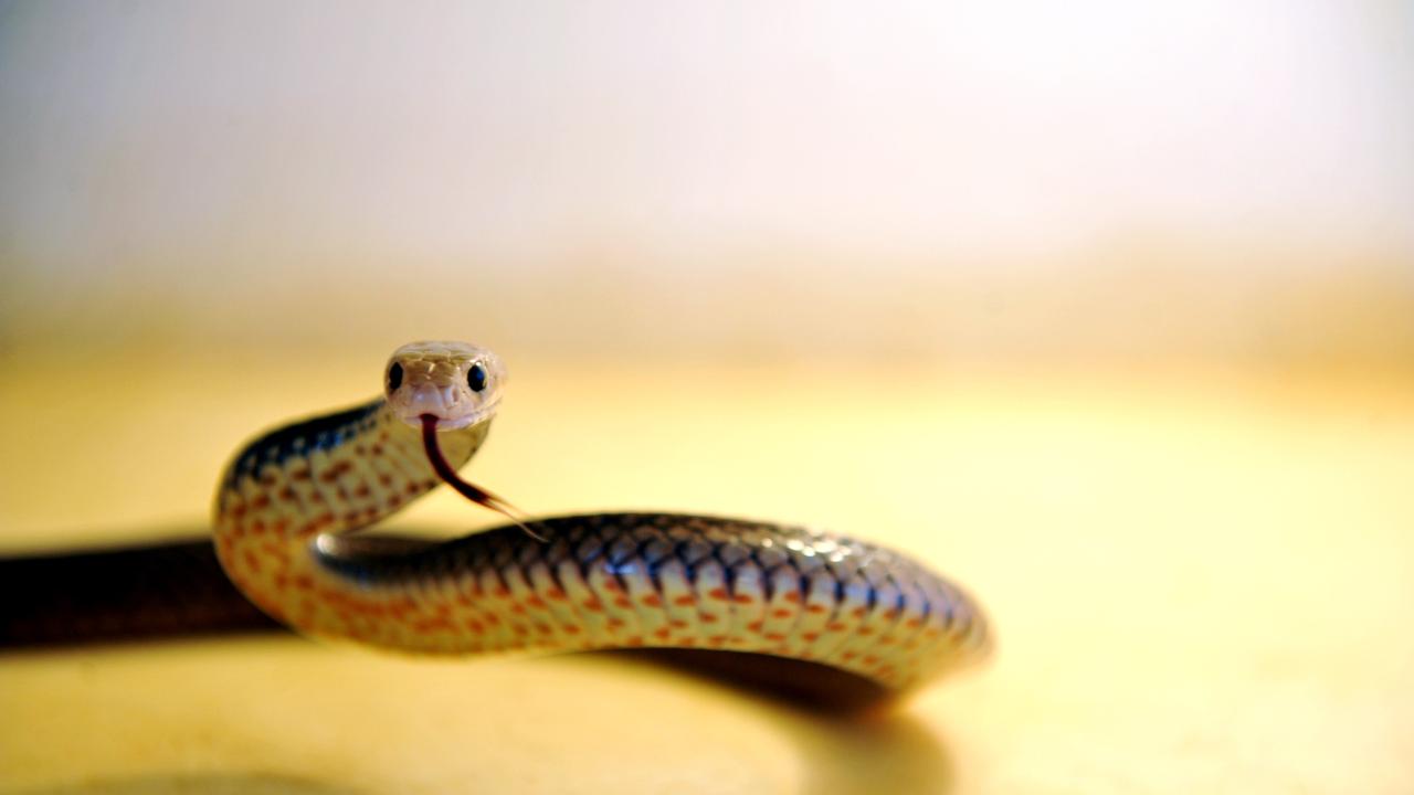 A young boy has been taken to Rockhampton Hospital after a reported snakebite at Berserker on January 10. Generic image.