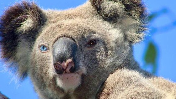 GCB Gummy the blue eyed koala, hit by a car in Coomera.