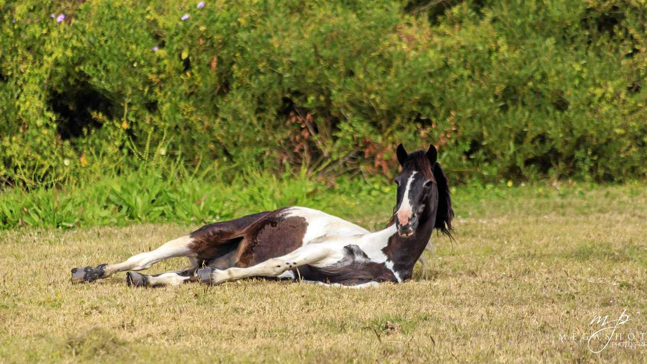 The much-loved Brooms Head brumby is feeling the affects of old age. Picture: MEGASHOTS PHOTOGRAPHY