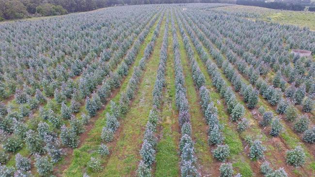 A Midway plantation in south west Victoria. Picture: Supplied