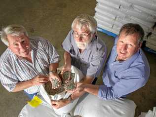 TIME TO MOVE ON: Terry and Graham Deacon and Mark Schmidt inspect seeds at Deacon Seeds in Dalby. After more than half a century in the family, the Deacon brothers have made the decision to sell the business. Picture: Dominic Elsome