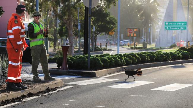 A bush turkey prepares to show its papers after cross over into Queensland on Griffith Street in Coolangatta. Photo: Scott Powick.