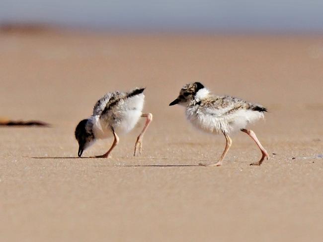 Hooded Plover chicks. PICTURE MUST CREDIT: Glenn Ehmke