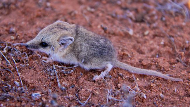 A juvenile dunnart at Bon Bon Station Reserve. Picture: Kate Taylor