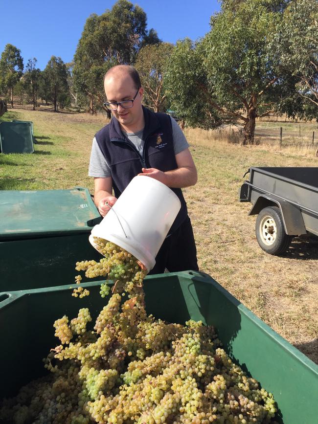 Paul’s son Isaac Williams collecting the grapes.