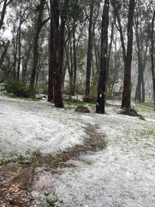 It wouldn’t be unfair to think this thick blanket of hail was snow at Cleland Wildlife Park. Picture: Cleland Wildlife Park