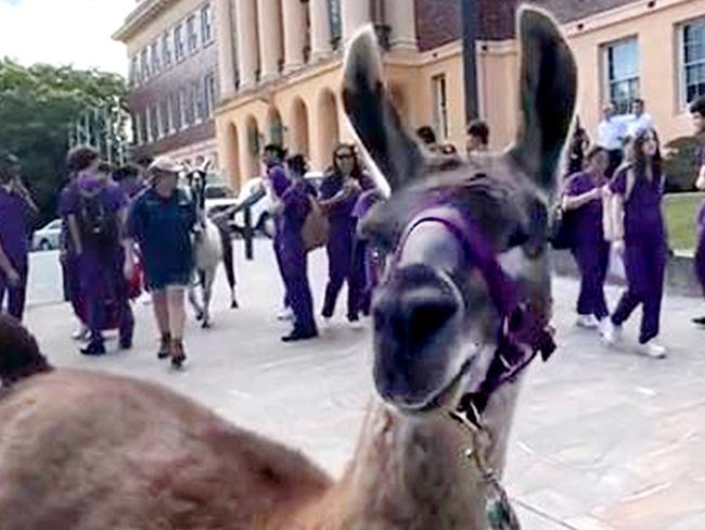 UQ Student Union Llamas and Ice Cream event.