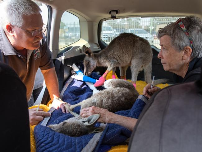 Veterinarian Brett Jones consults with wildlife caregiver Rosemary Austen after changing a burned kangaroos’ bandages. Photo: John Moore