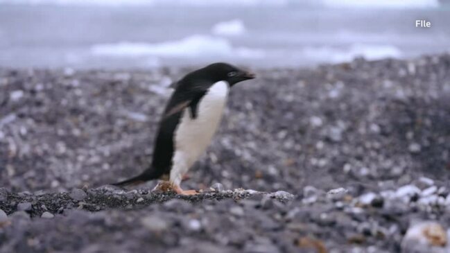 Deadly bird flu found in penguins near Antarctica