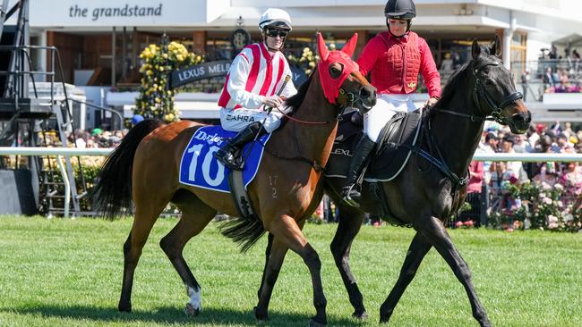 Price Tag on the way to the barriers prior to the running of the Darley Maribyrnong Plate at Flemington Racecourse on November 05, 2024 in Flemington, Australia. (Photo by George Sal/Racing Photos)