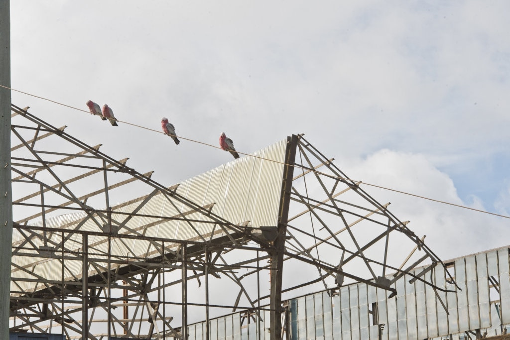 SAWTOOTH GONE: Demolition of Foundry sawtooth shed to make way for new Bunnings building. Picture: Nev Madsen