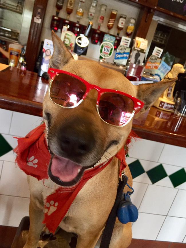 ZOE: So a dog walked into a bar ... Zoe the Wonder Dog gets her movie-star shades on for an appearance at Canungra Hotel.