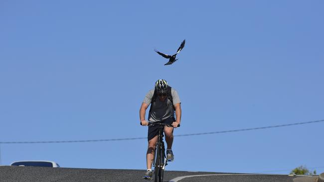 Magpie season is underway with swooping becoming more frequent in Gladstone. Photo Christopher Chan / The Observer